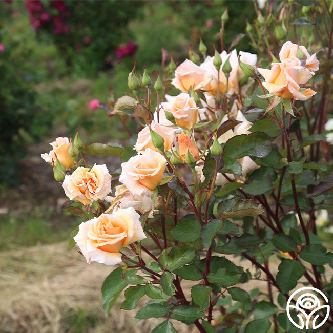 Gentle Persuasion Rose - Hardy - Moderately Fragrant – Heirloom Roses