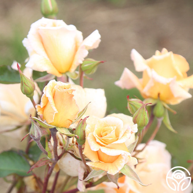 Gentle Persuasion Rose - Hardy - Moderately Fragrant – Heirloom Roses