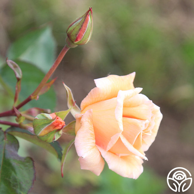 Gentle Persuasion Rose - Hardy - Moderately Fragrant – Heirloom Roses