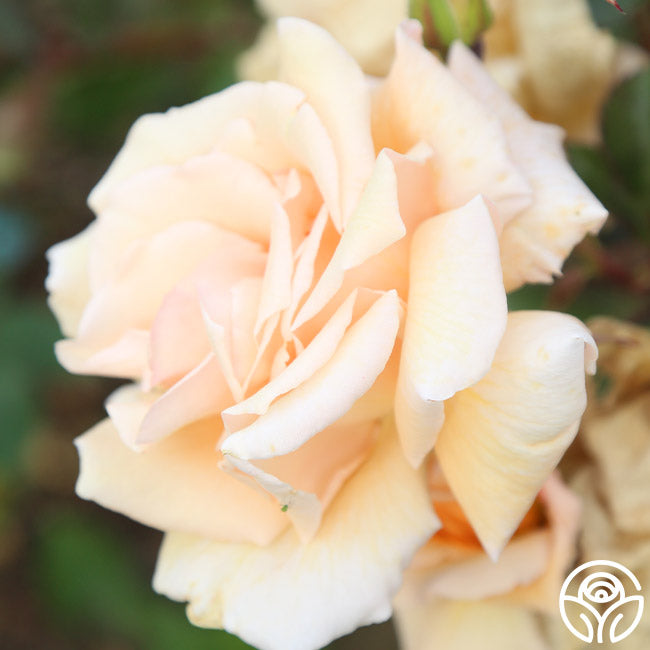 Gentle Persuasion Rose - Hardy - Moderately Fragrant – Heirloom Roses