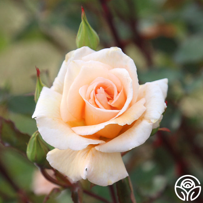 Gentle Persuasion Rose - Hardy - Moderately Fragrant – Heirloom Roses