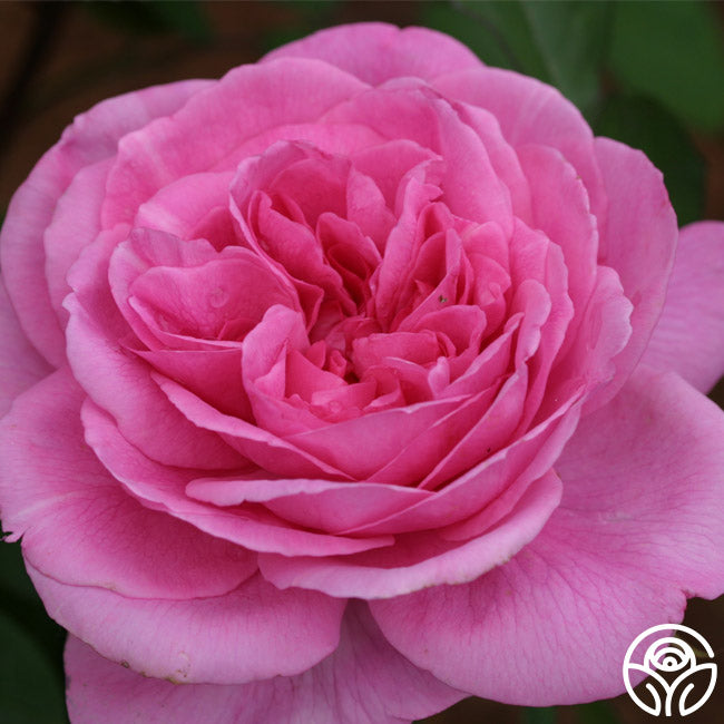 David Austin Roses Gertrude Jekyll