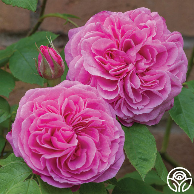 David Austin Roses Gertrude Jekyll - Thumbnail 4