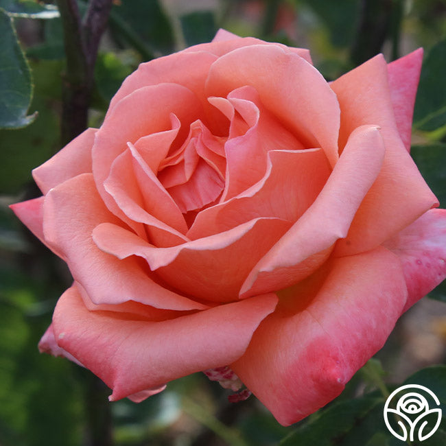 Roses Gi Gitte Rose - Hybrid Tea - Very Fragrant – Heirloom Roses