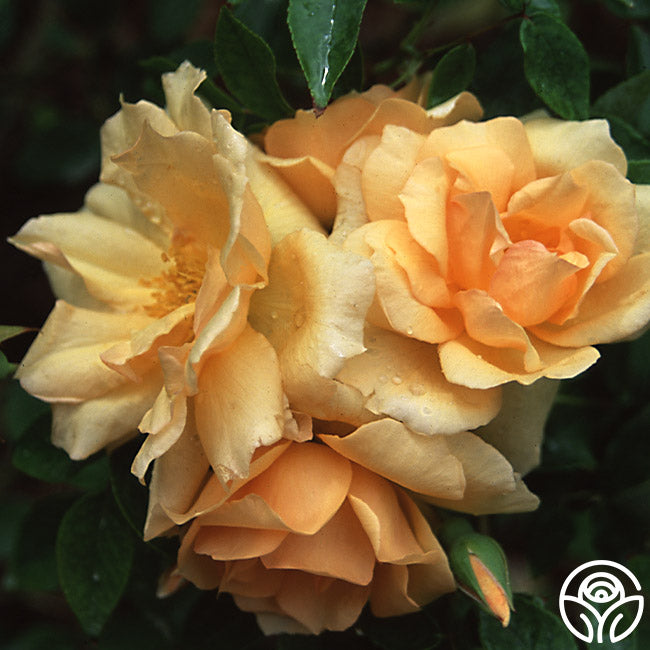 Gloire de Dijon Tea Rose | Apricot Rose Bush – Heirloom