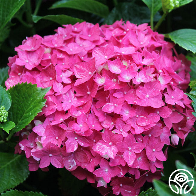 Ember Rise Flower Glowing Ember – Heirloom