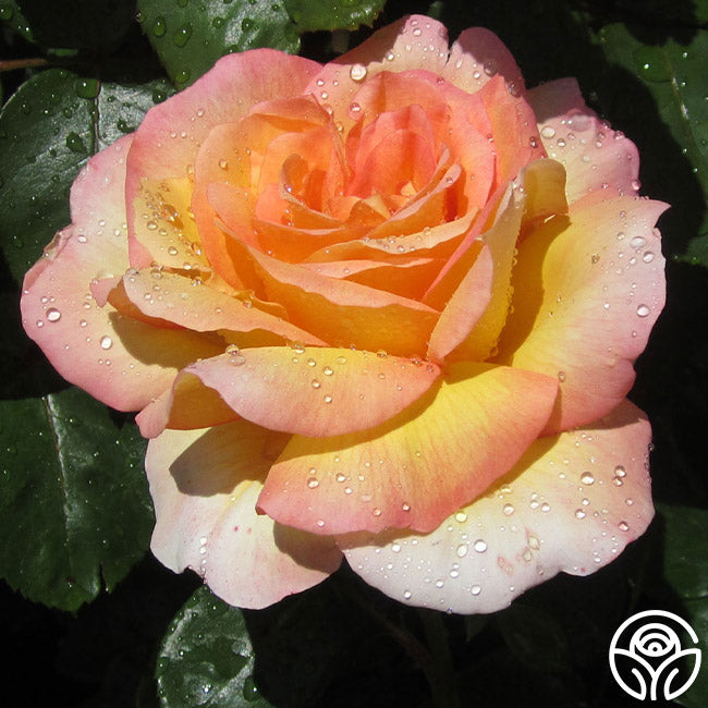 Glowing Peace Rose - Grandiflora - Moderately Fragrant#N#– Heirloom Roses