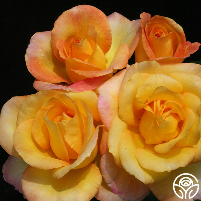 Gold Medal Rose - Grandiflora - Lightly Fragrant – Heirloom Roses