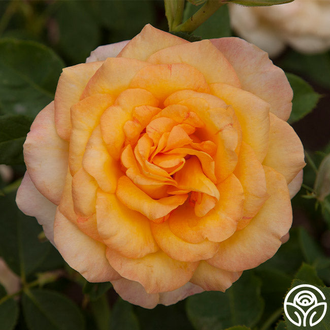 Gold Medal Rose - Grandiflora - Lightly Fragrant – Heirloom Roses