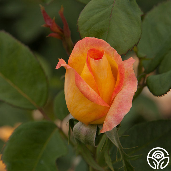 Gold Medal Rose - Grandiflora - Lightly Fragrant – Heirloom Roses