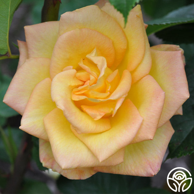 Gold Medal Rose - Grandiflora - Lightly Fragrant – Heirloom Roses