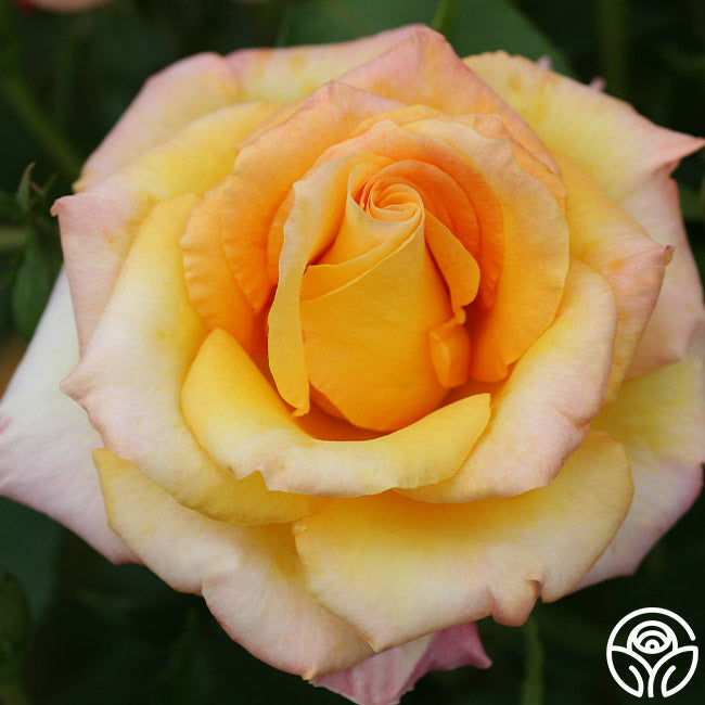 Gold Medal Rose - Grandiflora - Lightly Fragrant – Heirloom Roses