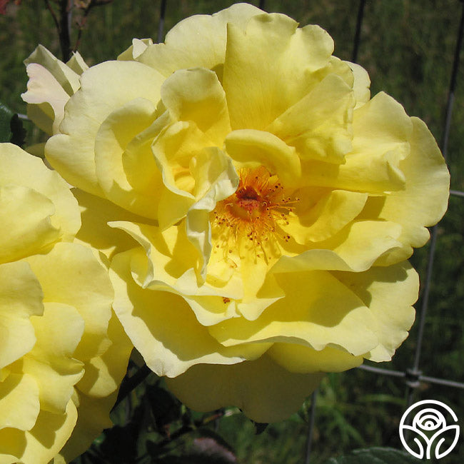 Golden Gate Rose - Climbing Roses - Lightly Fragrant – Heirloom Roses