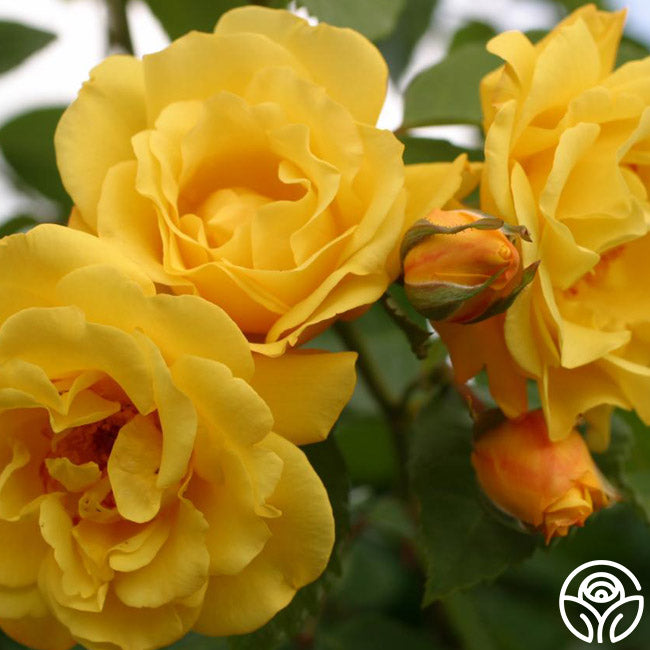 Golden Gate Rose - Climbing Roses - Lightly Fragrant – Heirloom Roses