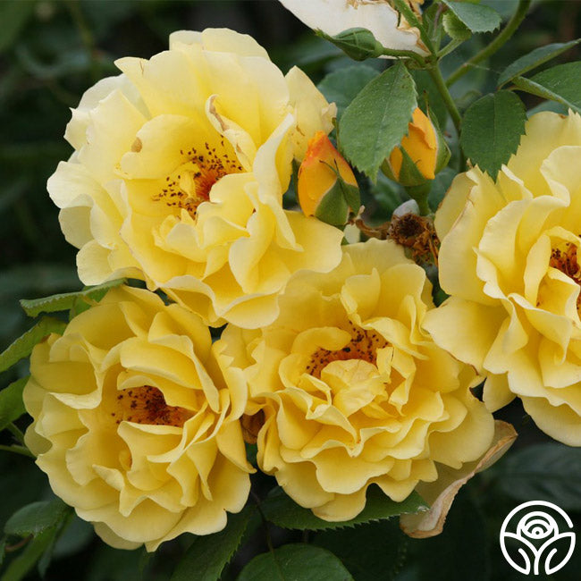 Golden Gate Climbing Rose | Yellow Rose Bush – Heirloom