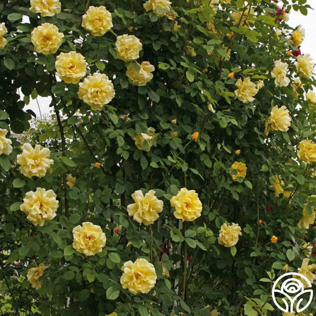 Golden Gate Rose - Climbing Roses - Lightly Fragrant – Heirloom Roses