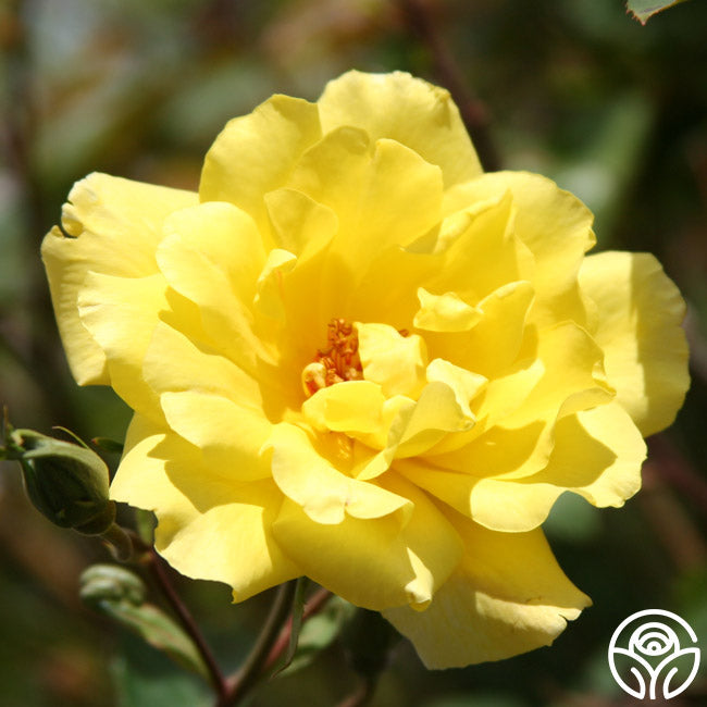 Heirloom Roses Golden Showers Climbing Rose