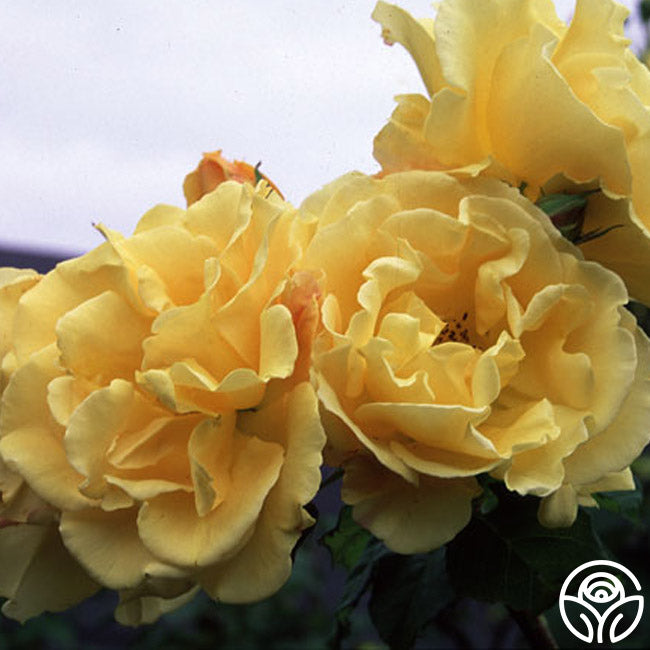 Heirloom Roses Golden Showers Climbing Rose - Thumbnail 2