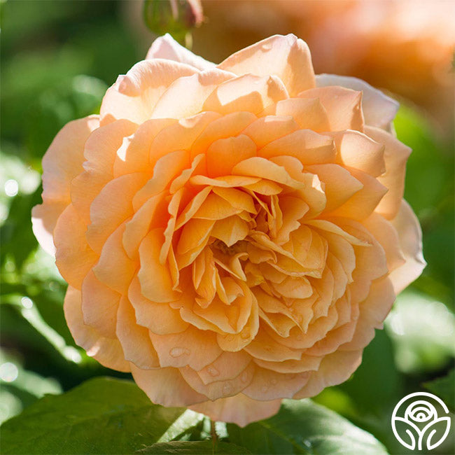 Grace Rose - David Austin - Moderately Fragrant – Heirloom Roses