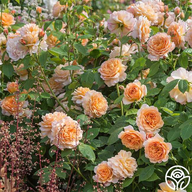 david austin rose seeds Grace Rose - David Austin