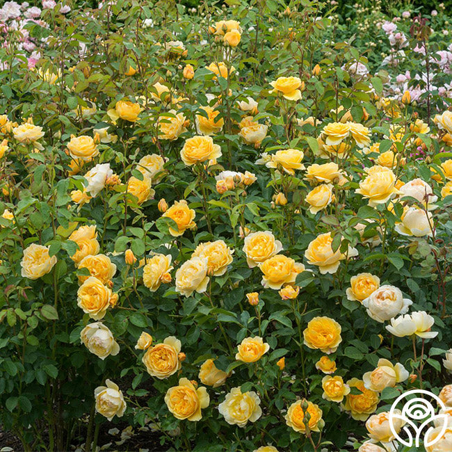 Graham Thomas Rose - David Austin - Moderately Fragrant – Heirloom Roses