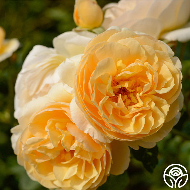 David Austin Roses Graham Thomas Rose - Thumbnail 5