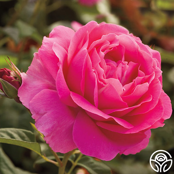 Grande Dame Rose - Hybrid Tea - Very Fragrant – Heirloom Roses