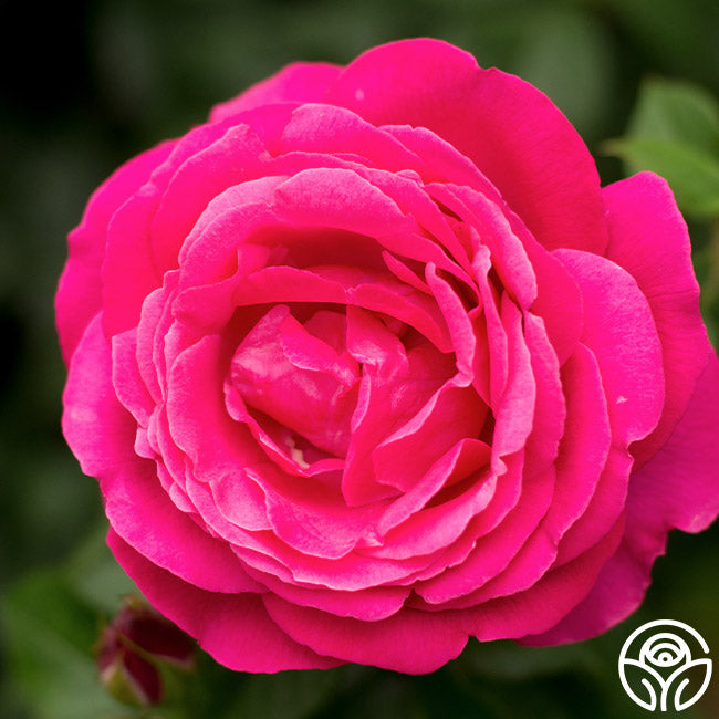 Grande Dame Hybrid Tea Rose | Fragrant Rose Bush – Heirloom Roses