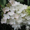 Grandiflora