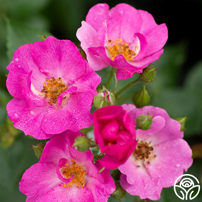 Grape Jelly™ | Purple Floribunda Rose Bush – Heirloom