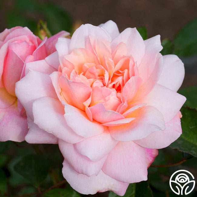 Gruss An Aachen Rose