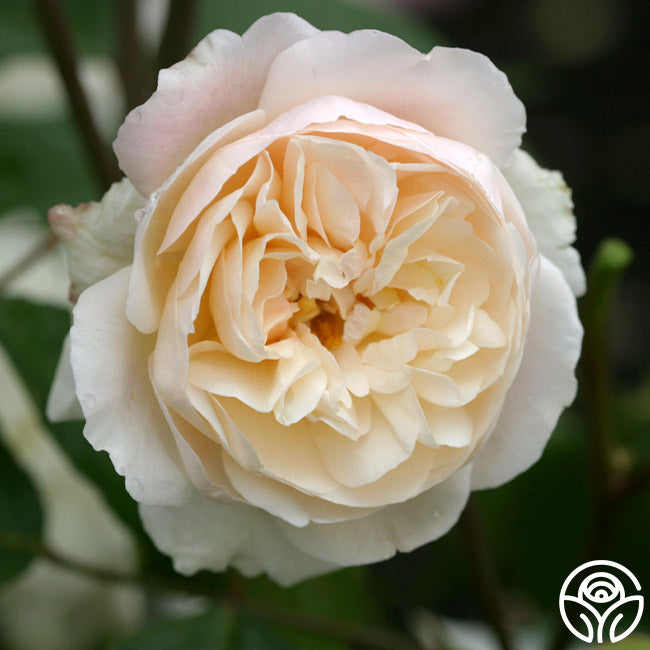 Heirloom Roses Gruss An Aachen - Thumbnail 4