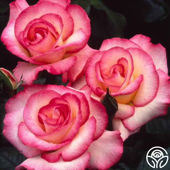 Hansel Roses Handel Rose - Climbing Roses - Very Fragrant – Heirloom Roses