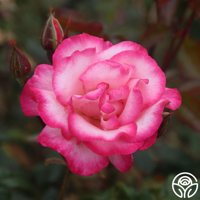 Handel Rose - Climbing Roses - Very Fragrant – Heirloom Roses