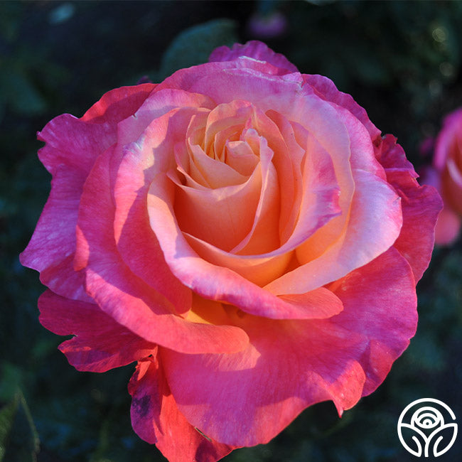 Heart O' Gold Grandiflora Rose | Fragrant Rose Bush – Heirloom