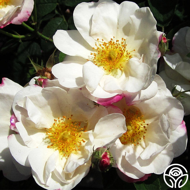 Heb Roses Hebe's Lip Rose - Damasks - Very Fragrant – Heirloom Roses