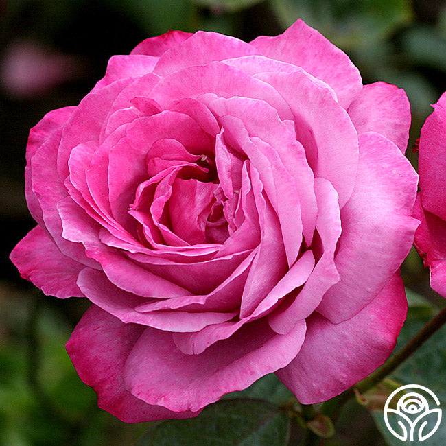 Heirloom Roses Vs Normal Roses Heirloom Rose - Hybrid Tea - Exceptionally Fragrant – Heirloom Roses