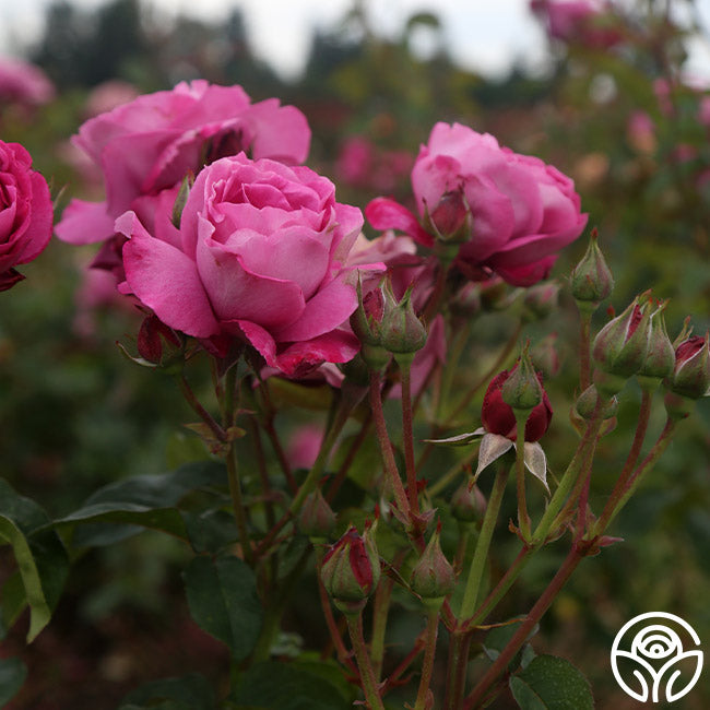 Heirloom Cocktail Roses Heirloom Rose - Hybrid Tea - Exceptionally Fragrant – Heirloom Roses