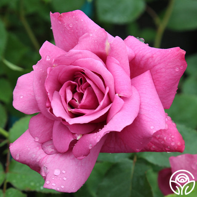 Heirloom Rose - Hybrid Tea - Exceptionally Fragrant – Heirloom Roses