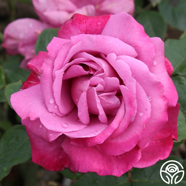 Heirloom Rose - Hybrid Tea - Exceptionally Fragrant – Heirloom Roses
