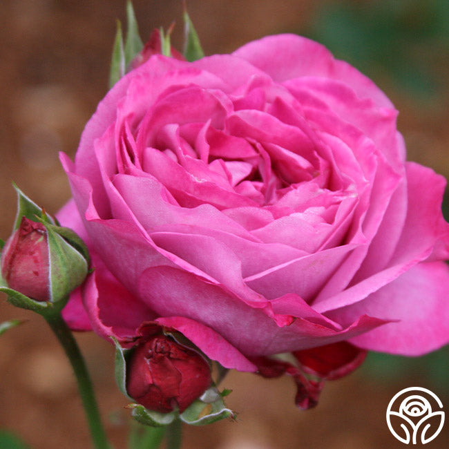 Moonstone Rose - Hybrid Tea - Lightly Fragrant – Heirloom Roses