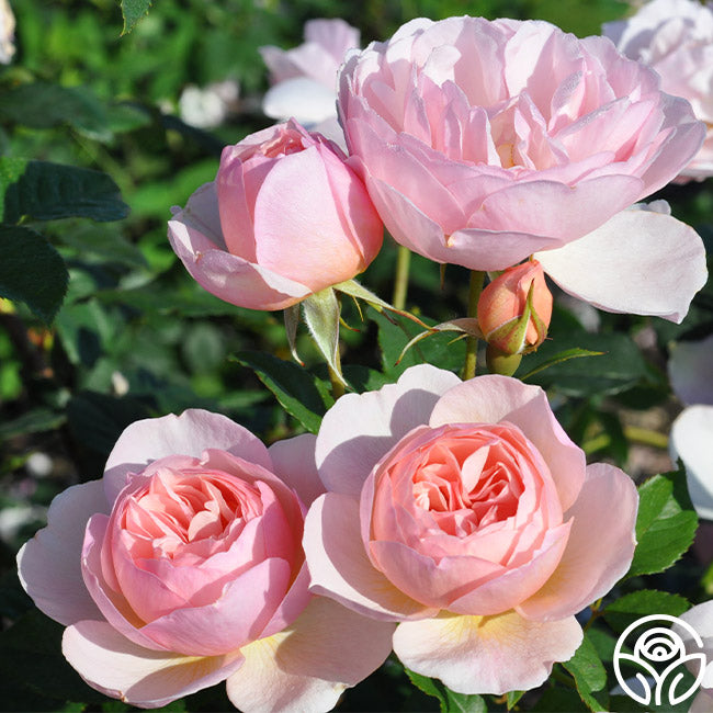 Heritabe Roses Heritage Rose - David Austin - Exceptionally Fragrant – Heirloom Roses