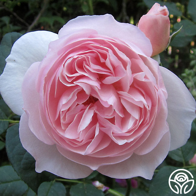 Heritage Rose - David Austin - Exceptionally Fragrant – Heirloom