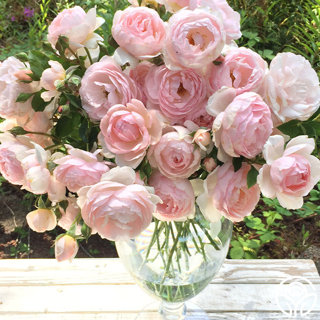 Heritabe Roses Heritage Rose - David Austin - Exceptionally Fragrant – Heirloom Roses