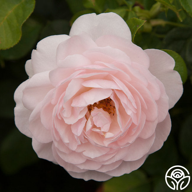 Heritabe Roses Heritage Rose - David Austin - Exceptionally Fragrant – Heirloom Roses