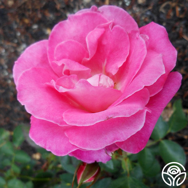 Hermina Hardy Rose | Colorful Rose Bush – Heirloom