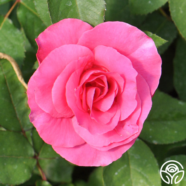 Hi, Neighbor Rose - Hardy - Moderately Fragrant – Heirloom Roses