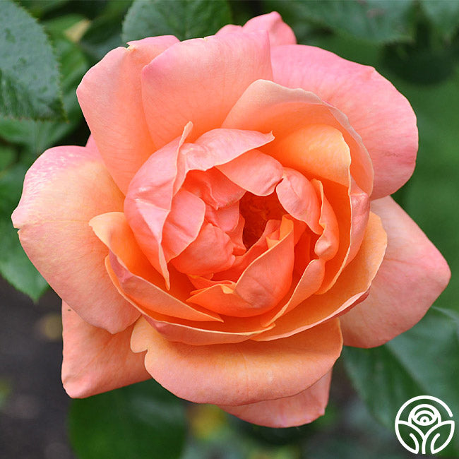 High Sheriff Hybrid Tea Rose | Orange Rose Plant – Heirloom Roses