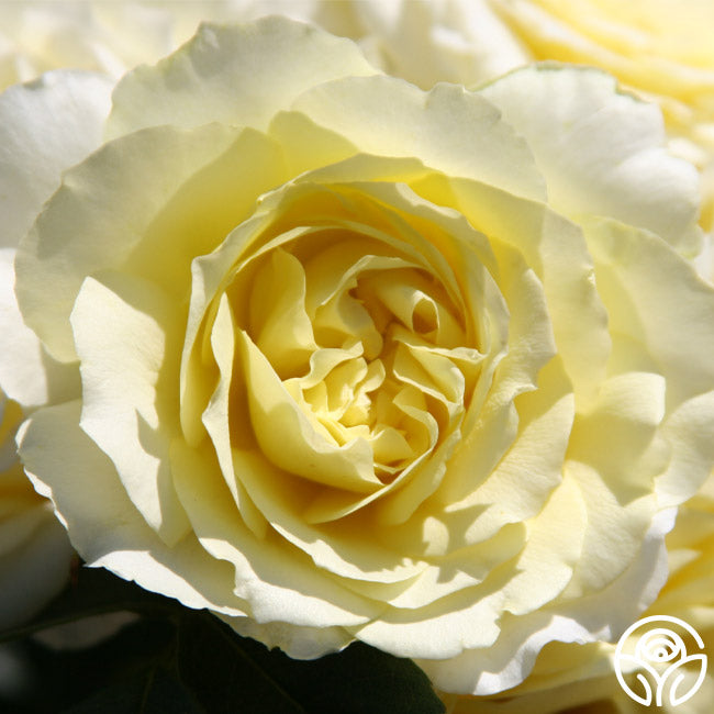 Highfield Rose - English Legend - Very Fragrant – Heirloom Roses