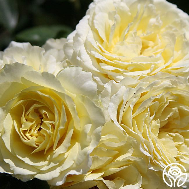 Highfield Rose - English Legend - Very Fragrant – Heirloom Roses